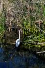 Snowy egret II, Sweetwater Wetlands, Tucson