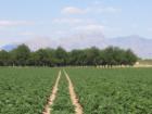 Organ Mountains, Pecan Orchard taken in North Valley