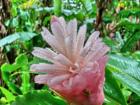Pink ginger flower - Haiku Maui Hawaii