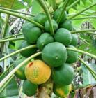 Papaya tree loaded with fruits - Haiku Maui - where everything grows like crazy