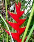 lobster claw heliconia - haiku maui hawaii - organic gardening