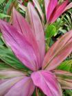 pink ti leaves - ornamental foliage in haiku maui - country living on the valley isle