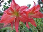 amaryllis lily flowers growing wild on a haiku farm - maui farms and land for sale