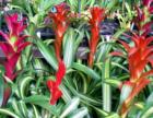 colorful bromeliad plants grow very well in Hawaii's warm and humid tropical climate