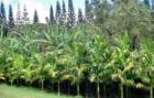 Palms trees growing next to the banana patch - farming in Maui County - raising palms