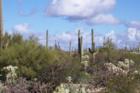 Varieties Of Cacti off Galena Rd.