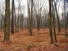 Manchester still offers woodlands
