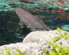 Florida Dolfin