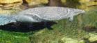 Manatee