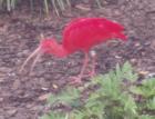 Rosette Ibis