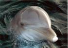 Dolphin at Marineland located on US1