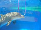 Dolhin plays with his ring at Marineland