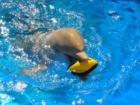 Dolphin plays with his football at Marineland