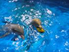 Dolphins come up to say "Hello" at Marineland