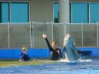 My nephew gets a surpirse when the dolphin jumps up to show himself off at Marineland
