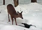 Daily deer visit, Portsmouth NH