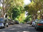 Tree-lined street in the Golden Rectangle neighborhood near downtown.