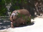 Pictures from the Oregon Zoo