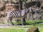 The Oregon Zoo