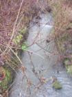 Butternut Creek passes through Rosa Park and as you can see at this time of year it is running high and fast!