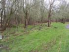 Another view from the walking path from Rosa Park to Hazeldale Park in the Aloha Neighborhood of Beaverton.