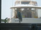 A friendly bird joins us for lunch at the Casey Key Fish House