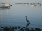 Sarasota's waterfront real estate a haven even for the birds.