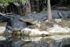 Everglades - Alligators