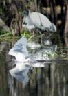 Everglades - Diving for Lunch