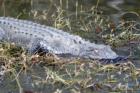 Everglades - Alligator
