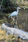 Everglades - Wildlife