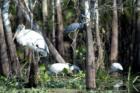 Everglades - Wildlife