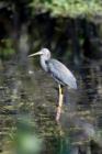 Everglades - Wildlife