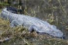 Everglades - Alligator