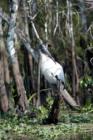 Everglades - Wildlife