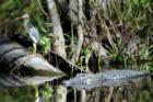 Everglades - Wildlife Everywhere!