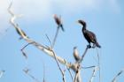 Everglades - Resting in the trees.