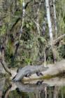 Everglades - Basking Alligator
