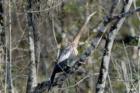 Everglades - Resting in the trees