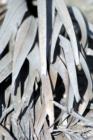 Everglades - Dusty leaves