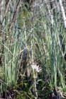 Everglades - Green and lush