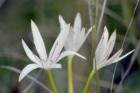 Everglades - Blooms in the wild
