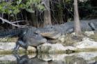 Everglades - Alligators