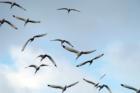Everglades - Wildlife on the wing