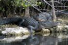 Everglades - Snugglin' Alligators