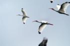 Everglades - Wildlife flying high and free