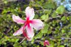 Everglades - Blooms bursting with color