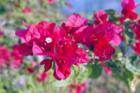 Everglades - Blooms in the wild