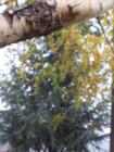 Birch and Spruce in the rain in Crestline