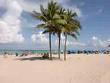 Hollywood beach Palm trees